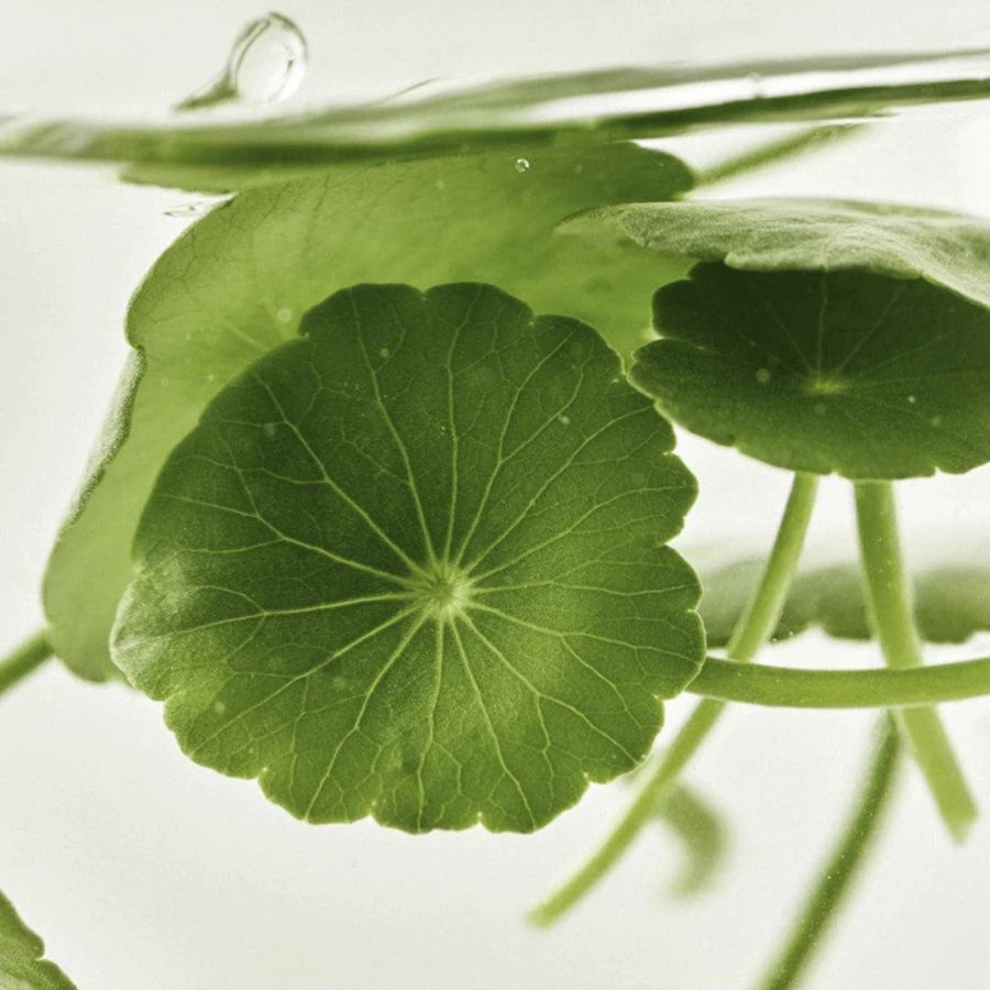 Beauty Of Joseon Centella Vita C serum jevner hudtonen