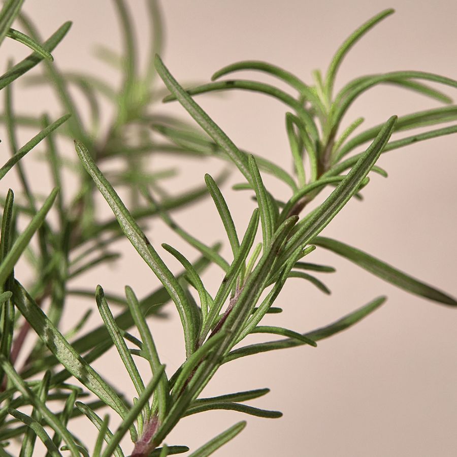 KAINE Rosmarin Beroligende Gelrens med 0,45% BHA, Hyaluron og Panthenol